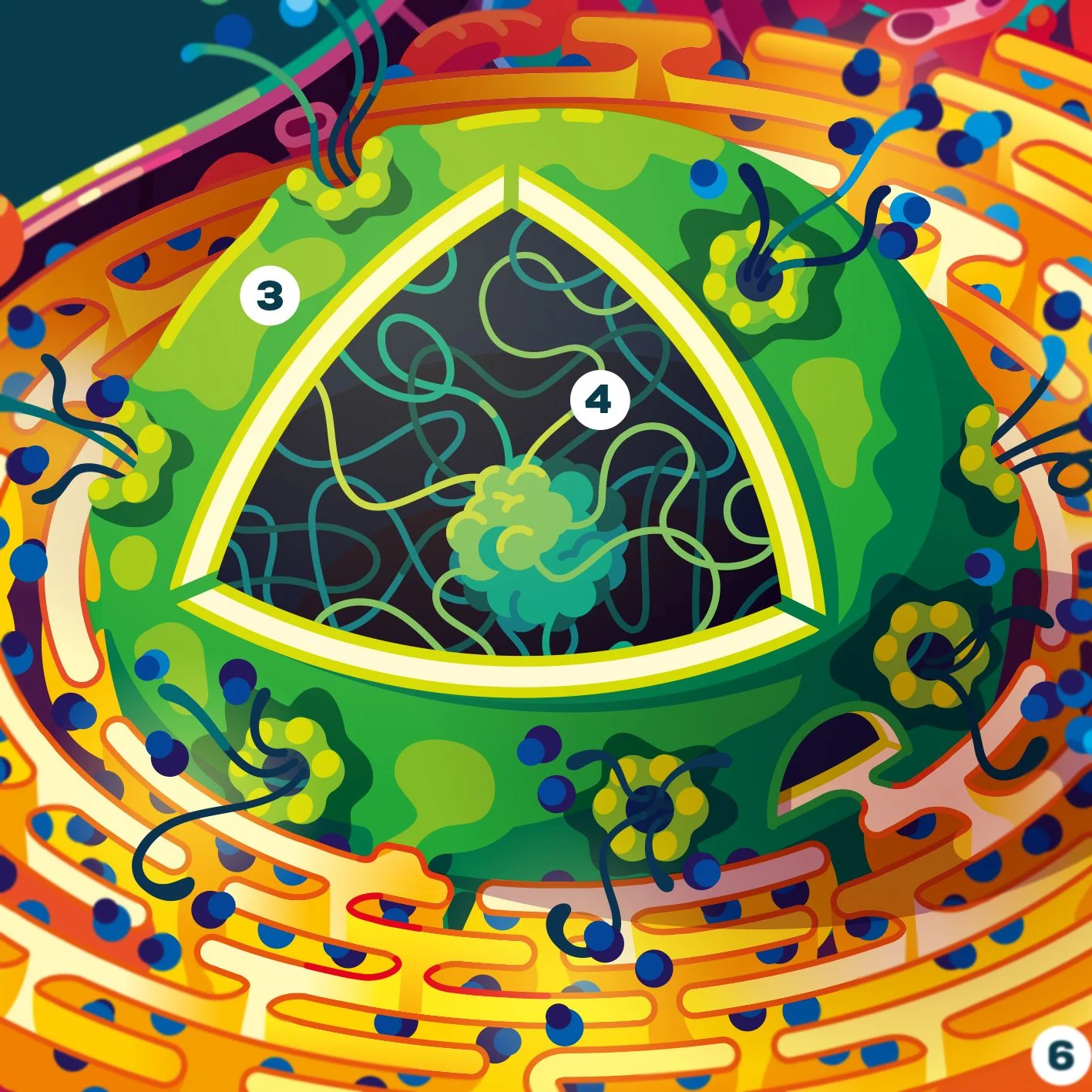 Human Cell Poster - Image 4